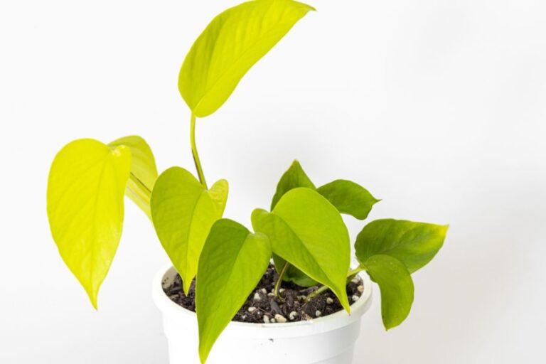 Young Neon Pothos in a White Pot