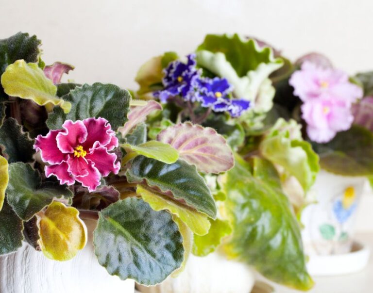 A Few African Violets With Yellow and Brown Leaves