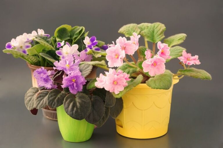 A Few Different Types of African Violets in Pots