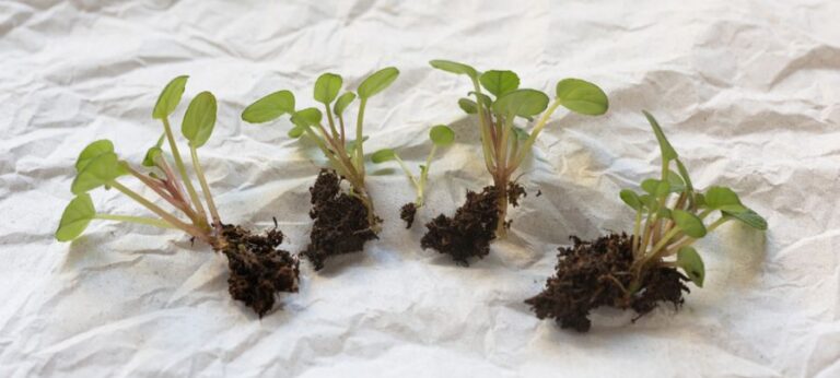 African Violet Babies Separated Into Clumps