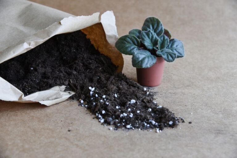 African Violet Next to a Bag of Spilled Potting Soil