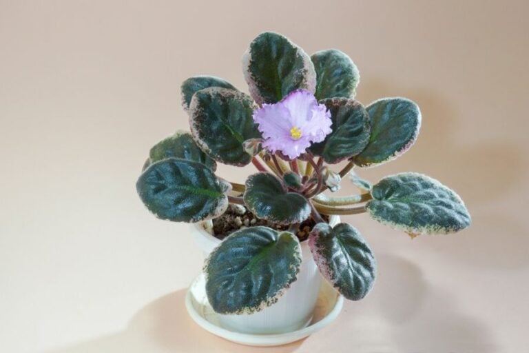 African Violet With Leggy Looking Leaves