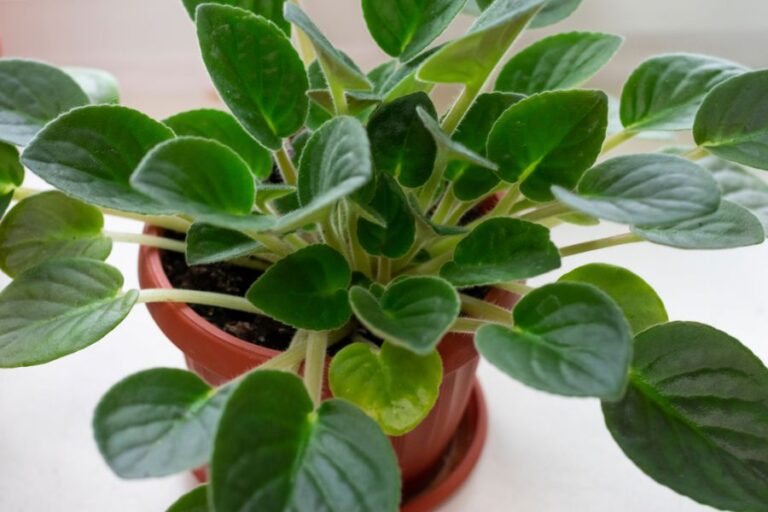 African Violet With Lots of Leaves Ready for Cleaning