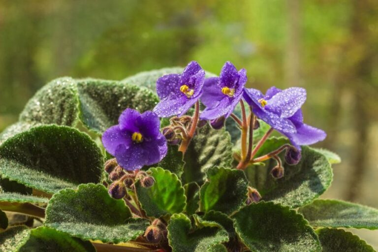 African Violet With Suckers