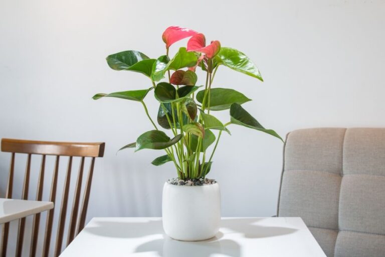 Anthurium Growing in a White Pot
