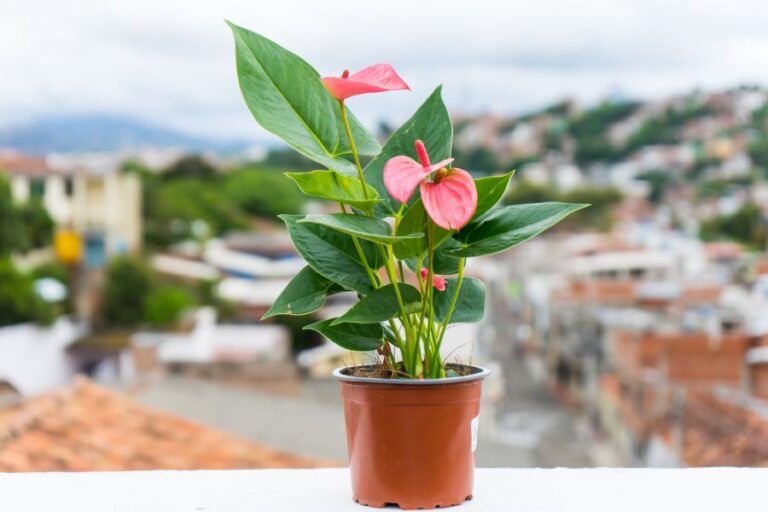 Anthurium in a Temporary Pot on a Ledge