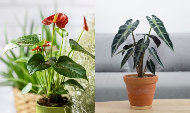 Anthurium vs Alocasia