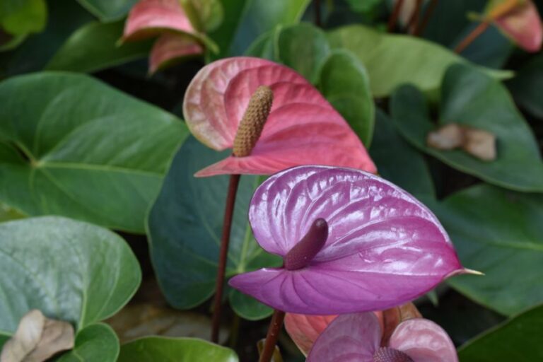 Beautiful Purple and Pink Flowers of an Anthurium Plant