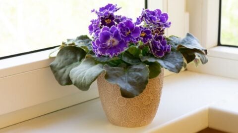 Indoor Potted African Violet Care Guide - The Practical Planter