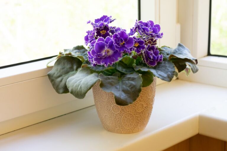 Blooming Purple African Violet Sitting on a Window Sill