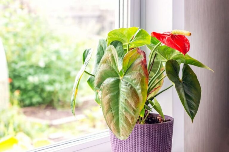 Browning and Yellowing Leaves of a Sick Anthurium