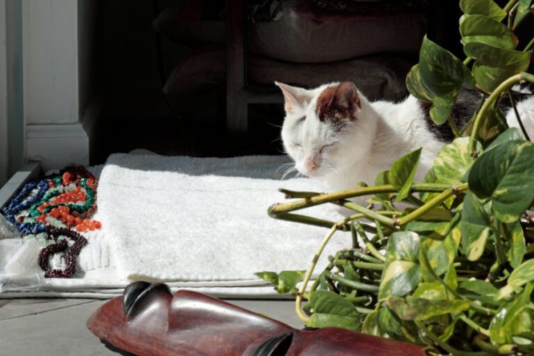 Cat Sleeping on Towel Near a Large Pothos Plant