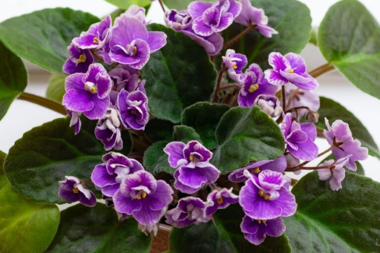 Closeup of African Violet With Many Flowers