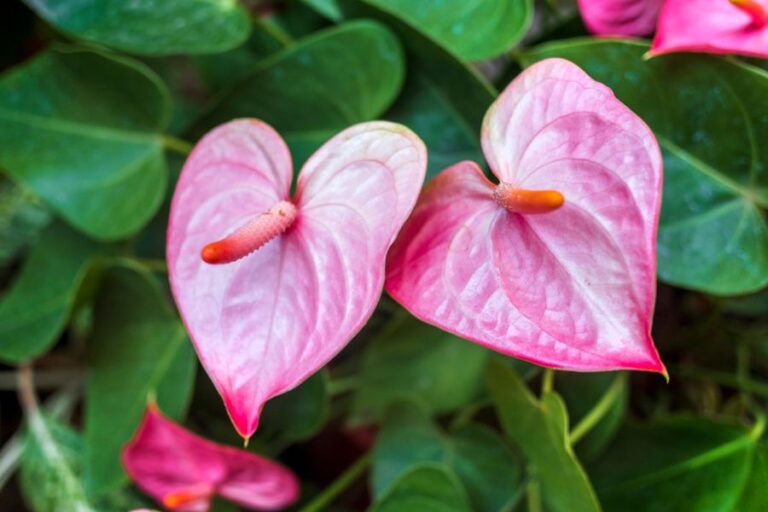 Closeup of Pink Anthurium Flowers