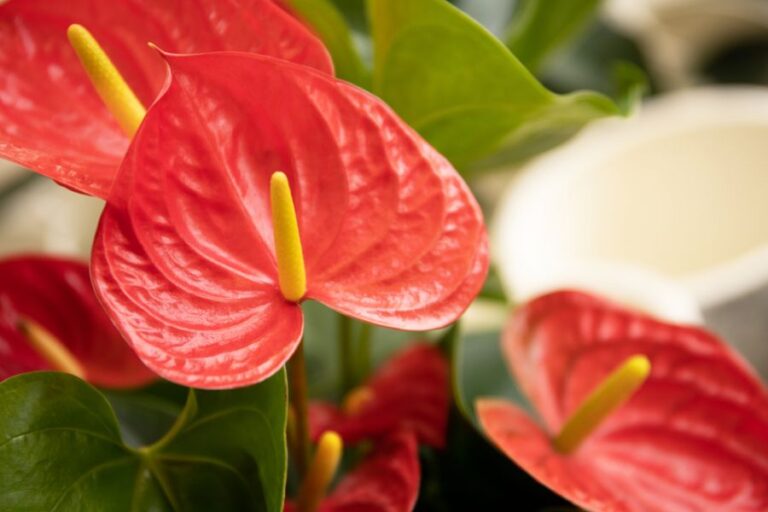 Anthurium