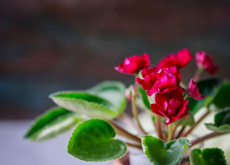 Closeup of a Healthy Dark Pink African Violet