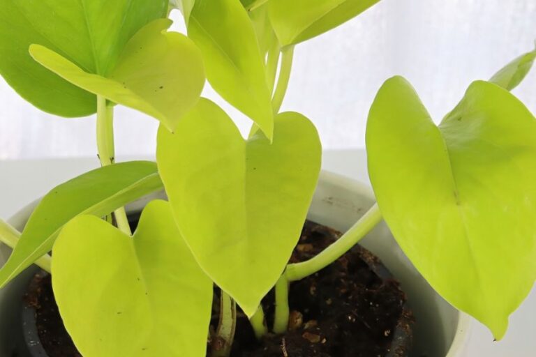 Closeup of a Neon Pothos in a White Pot