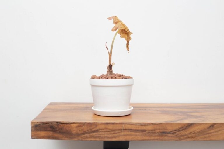 Dying Philodendron in a White Pot on a Wooden Table