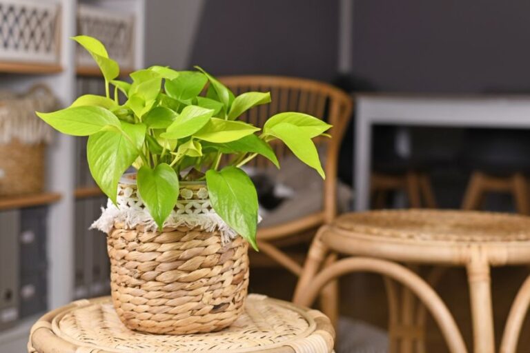 Lemon Lime Pothos in a Woven Basket