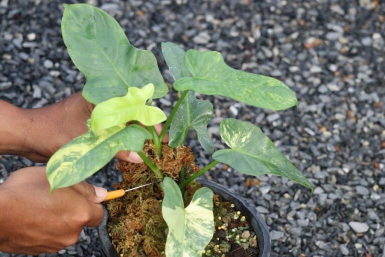 Man Pruning a Philodendron With a Knife