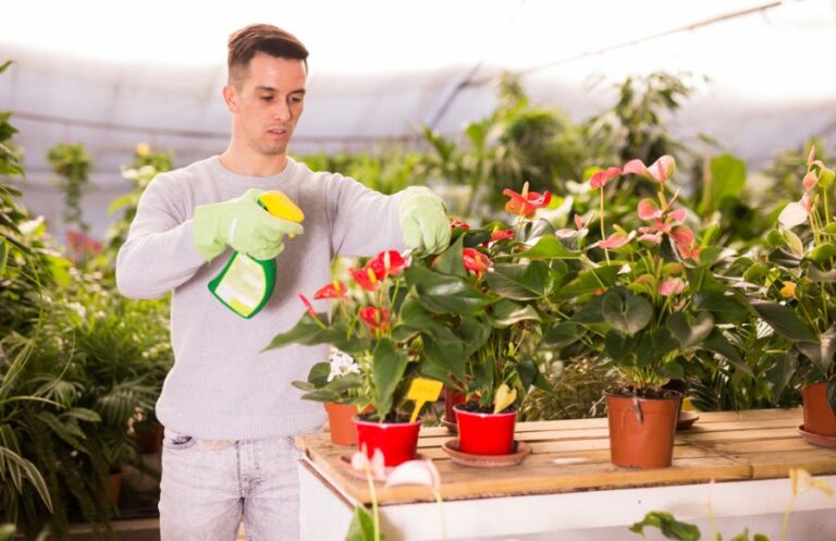 Man Spraying Fertilizer on a Flowering Anthurium