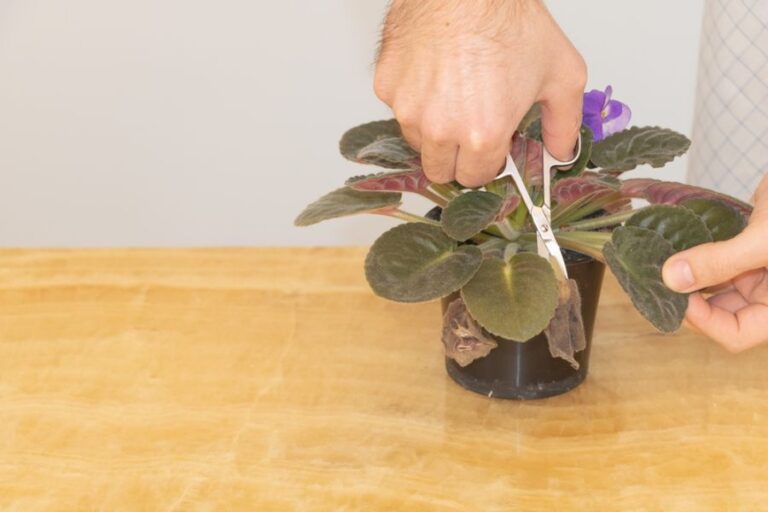 Man Trimming Brown and Mushy Leaves Off of an African Violet
