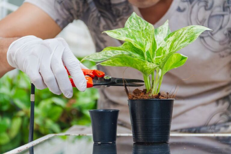 Man Trimming Golden Pothos With Pruning Shears