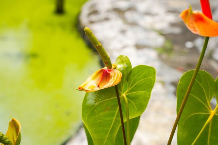 Outdoor Anthurium With Leaves Curling