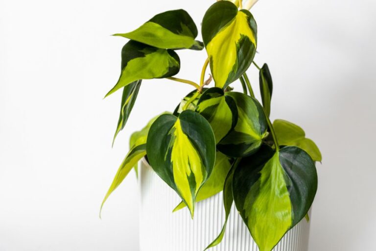 Philodendron Brazil With Variegated Leaves in a White Pot
