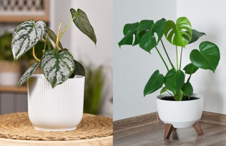 Philodendron vs Monstera