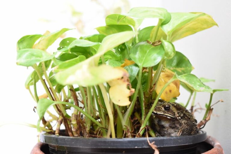 Pothos With Yellowing Leaves and a Toad Sitting Underneath
