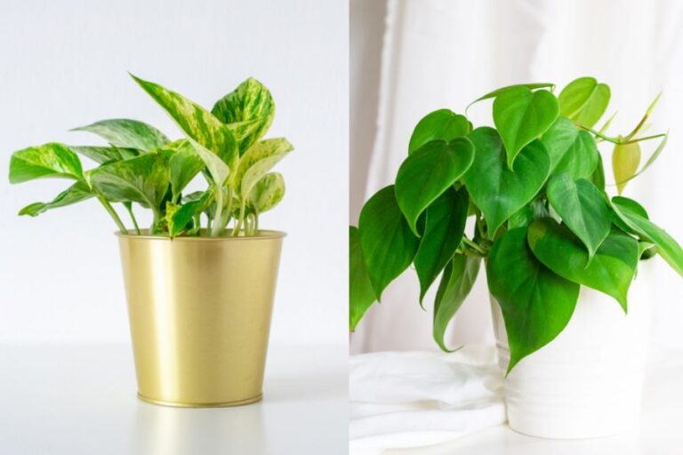 Pothos vs Philodendron