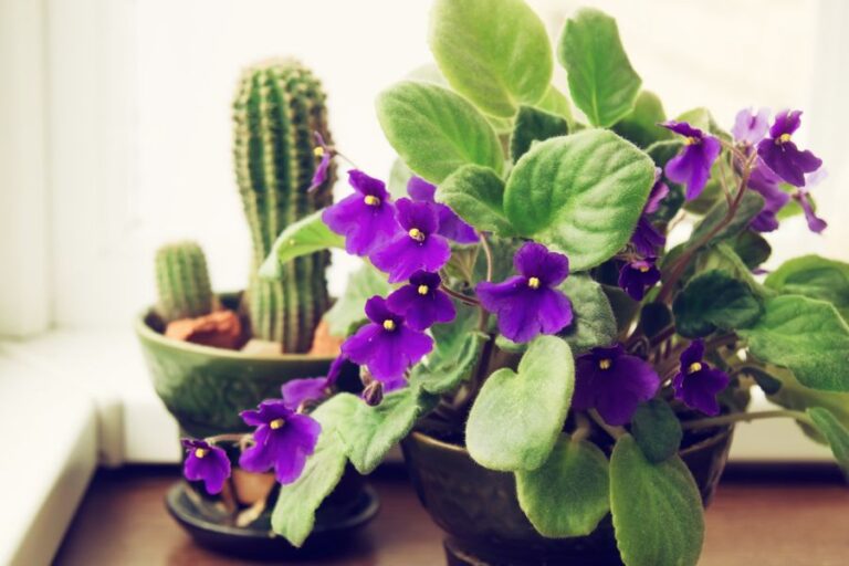 Potted African Violet With Beautiful Purple Flowers