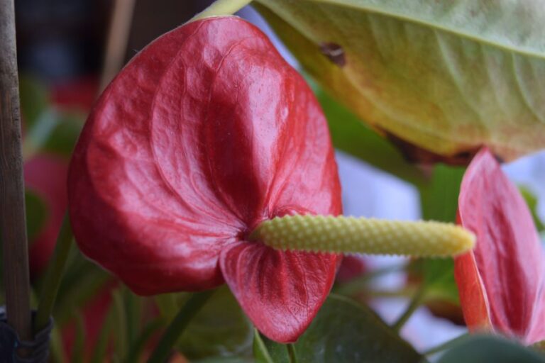 Red Anthurium With Droopy and Yellowing Leaves