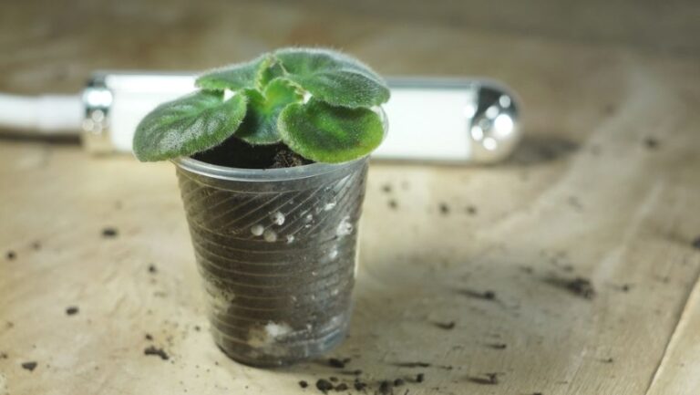 Small African Violet Planted in a Plastic Cup