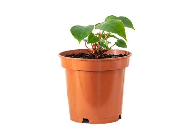 Small Anthurium in a Planter Pot