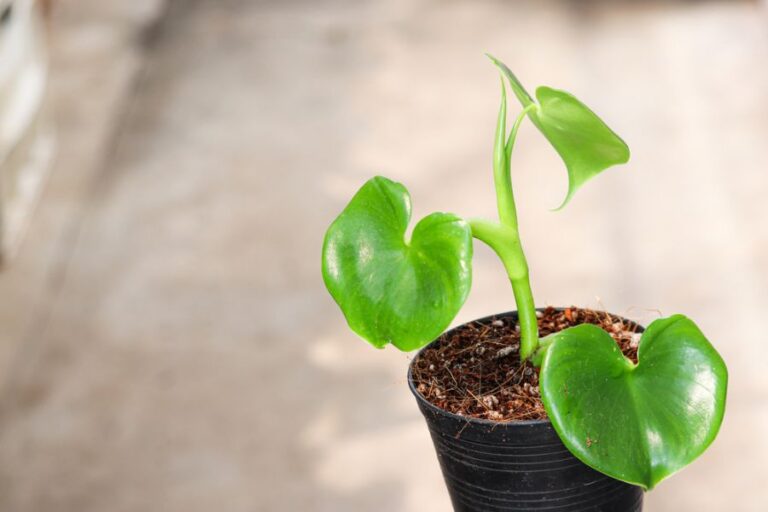 Small Philodendron With Small Green Leaves