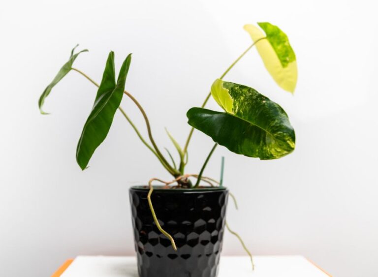 Small Variegated Philodendron Burle Marx With Air Roots