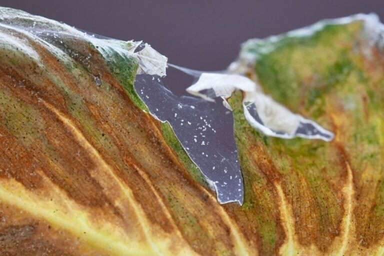 Spider Mites Infecting a Sick Leaf Causing White Spots