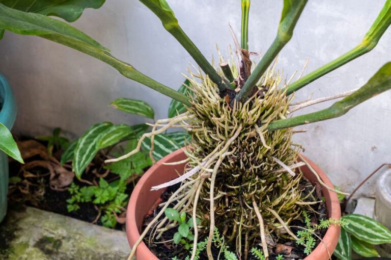 Tall, Leggy Anthurium With Many Aerial Roots