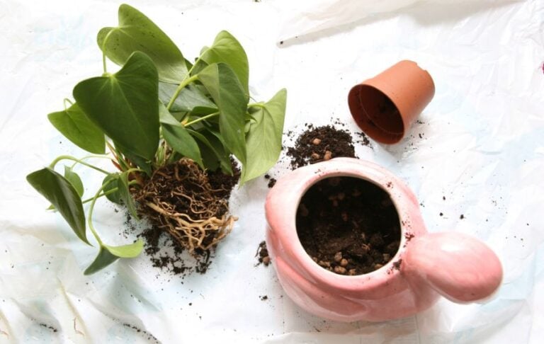 Transplanting Anthurium With Soil Spilled
