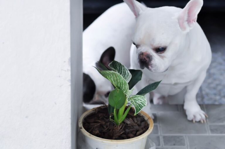 Two French Bulldogs Sniffing Around a Philodendron Birkin