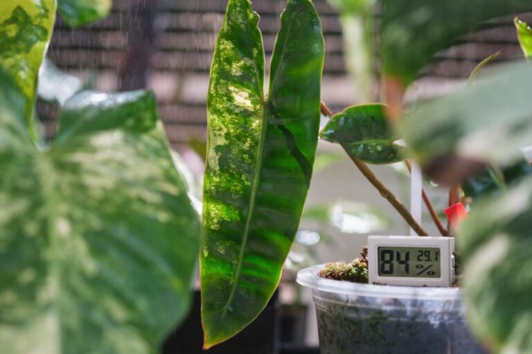 Variegated Philodendron Billietiae With a Humidity Gauge