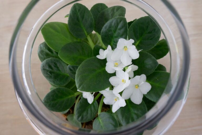 White African Violet Blooming in a Terrarium