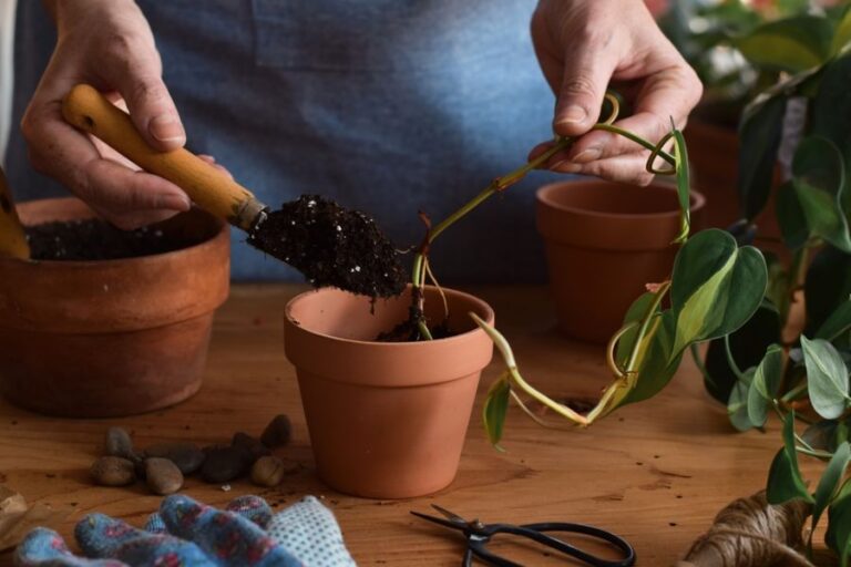 Woman Potting Pothos Cutting in Soil and a Clay Pot