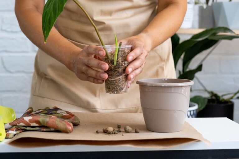 Woman Putting Philodendron in a New Pot