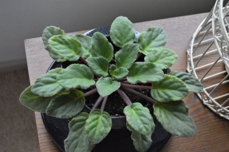 African Violets With No Blooms