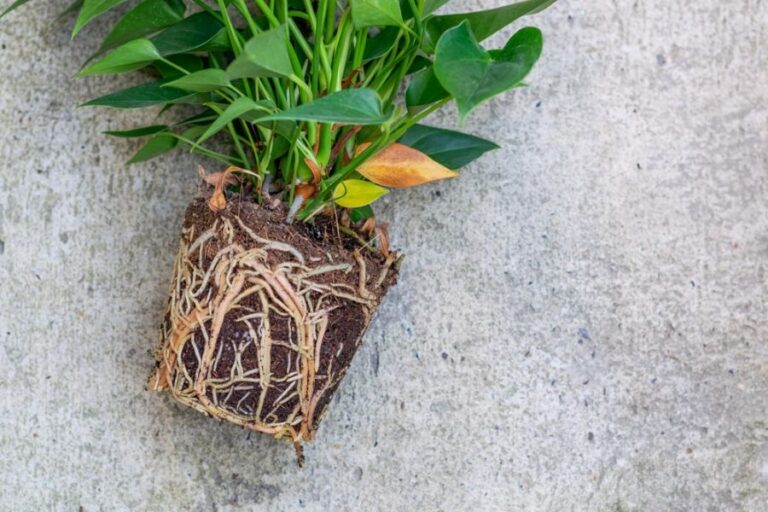Anthurium Removed From Its Pot in Preparation for Repotting