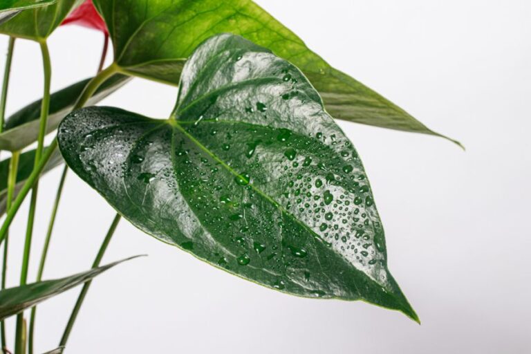 Anthurium With Water Droplets on Its Leaves