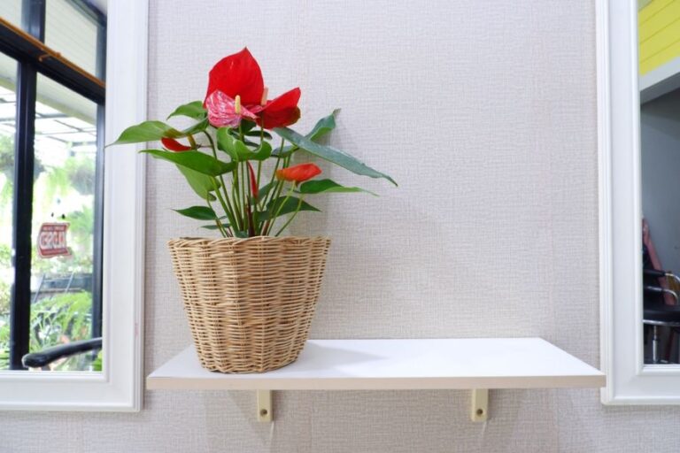 Anthurium in a Wicker Pot on a Shelf by a Bright Window